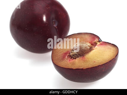 Prugne rosse, Prunus domestica, frutti contro uno sfondo bianco Foto Stock