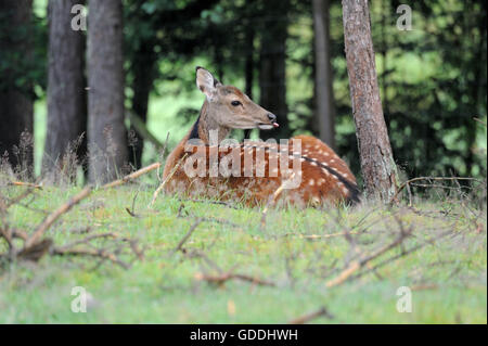 Cervi giapponesi Foto Stock