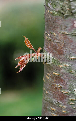 Bud sul Ciliegio chiamato ciliegie duracine Napoleone, Prunus cerasus Foto Stock