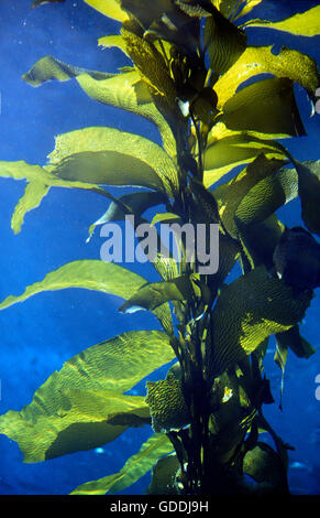 GIANT KELP macrocystis pyrifera, CALIFORNIA Foto Stock