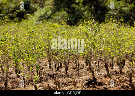 La piantagione di coca Erythroxylum coca, foglie la produzione di cocaina, Perù Foto Stock