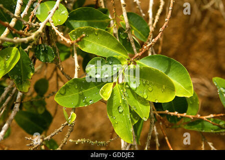 Campo di coca, Erythroxylum coca, foglie la produzione di cocaina, Perù Foto Stock