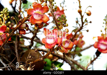 TARAPAN CANONBALL TREE couroupita guianensis, DELTA ORINOCO IN VENEZUELA Foto Stock