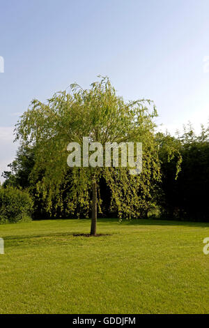 Salice piangente, salix babylonica, Normandia Foto Stock