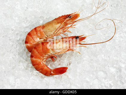 Gamberetti freschi su ghiaccio Foto Stock
