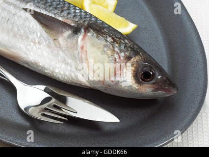 Cefalo, chelon labrosus, pesce fresco con il limone sulla piastra Foto Stock