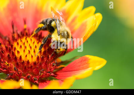 Il miele delle api impollinare un fiore Foto Stock