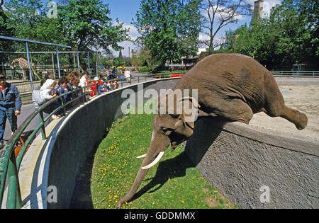 Elefante asiatico, Elephas maximus, Budapest's Zoo in Ungheria Foto Stock