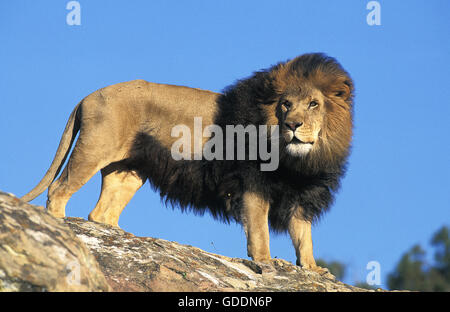 Leone africano, panthera leo, maschio in piedi sulle rocce Foto Stock
