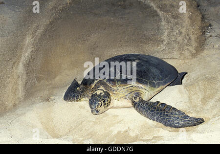 Tartaruga Verde, Chelonia Mydas, femmina che copre le uova con sabbia, dopo la posa, Malaysia Foto Stock