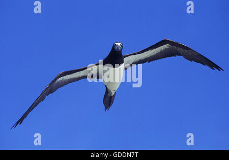 Brown Booby, sula leucogaster, adulti in volo, Australia Foto Stock