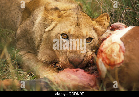 Leone africano, panthera leo, femmina su un kill, topi, Masai Mara Park in Kenya Foto Stock