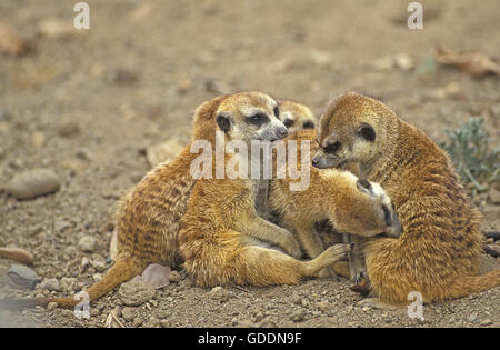 Meerkat, suricata suricatta, Madre e giovani Foto Stock