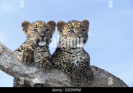 Leopard, panthera pardus, Cub in piedi sul ramo Foto Stock