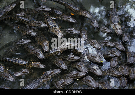 American Alligator alligator mississipiensis, testa di Youngs in superficie Foto Stock