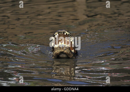 American Alligator alligator mississipiensis, adulti con bocca aperta Foto Stock