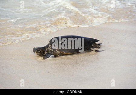 Tartaruga Verde, Chelonia Mydas, adulti sulla spiaggia, Malaysia Foto Stock