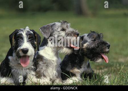 Cesky Dog sitter in erba Foto Stock
