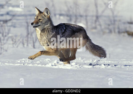 Coyote, Canis latrans, adulti in esecuzione sulla neve, Montana Foto Stock