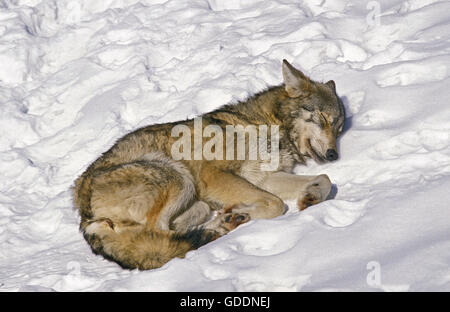 Lupo europeo, Canis lupus, adulti di dormire sulla neve, il Land della Baviera in Germania Foto Stock