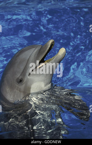Il tursiope o delfino maggiore, tursiops truncatus, adulti con bocca aperta Foto Stock