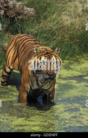 Tigre del Bengala, panthera tigri tigri, adulti in piedi in acqua Foto Stock