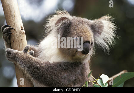 Il Koala, phascolarctos cinereus, Ritratto di adulto Foto Stock