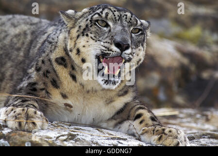 Snow Leopard o oncia, uncia uncia, adulti con bocca aperta Foto Stock