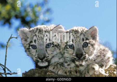 Snow Leopard o oncia, uncia uncia, Cub Foto Stock