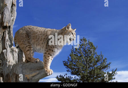 Bobcat, lynx rufus, adulti in piedi su albero morto, guardando intorno, Canada Foto Stock