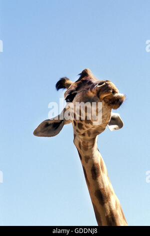 La Rothschild Giraffe, giraffa camelopardalis rothschildi Foto Stock