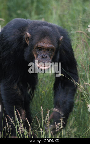 Scimpanzé, Pan troglodytes, Adulti Foto Stock