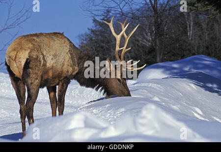 Rocky Mountain elk o Rocky Mountain Wapiti, cervus canadensis nelsoni, Capriolo sulla neve, parco di Yellowstone nel Wyoming Foto Stock