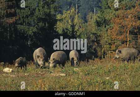 Il Cinghiale Sus scrofa, gruppo vicino al bosco Foto Stock