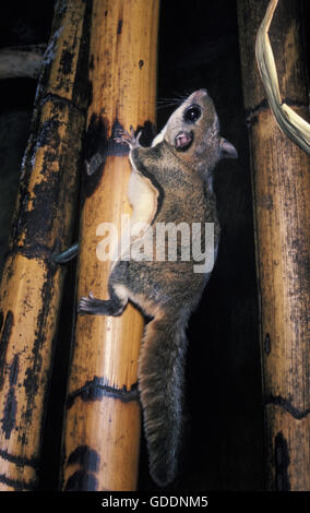 Siberiano lo scoiattolo volante Pteromys volans Foto Stock
