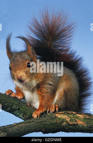 Red Squirrel, sciurus vulgaris Foto Stock