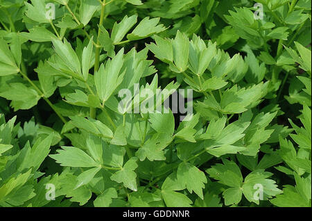 Levistico, levisticum officinale Foto Stock