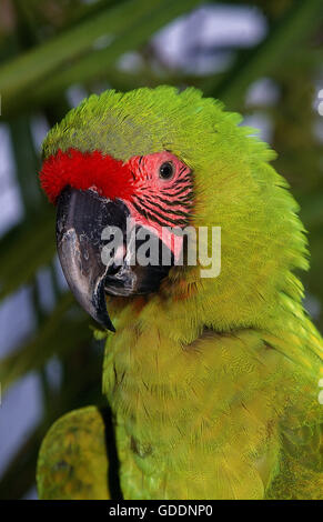 Grande Green Macaw o Buffon's Macaw, ara ambigua, Ritratto di adulto Foto Stock