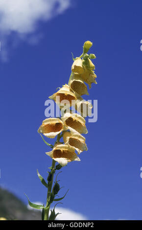 Grande giallo Foxglove, digitalis grandiflora, Parco della Vanoise nelle Alpi francesi Foto Stock