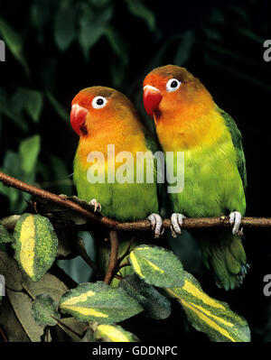 Fischer, Lovebird agapornis fischeri Foto Stock