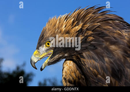 Golden Eagle, Aquila chrysaetos, Ritratto di adulti con becco aperto Foto Stock