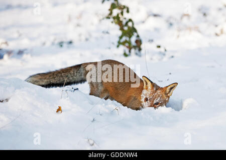 Red Fox, vulpes vulpes, adulti in cerca di cibo nella neve, Normandia Foto Stock