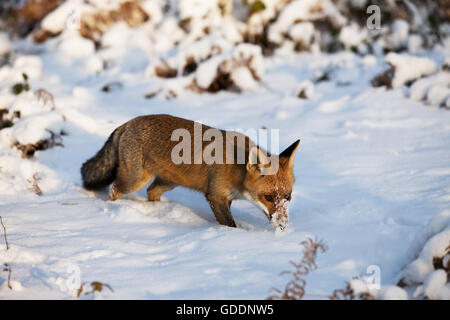 Red Fox, vulpes vulpes, adulti sulla neve, Normandia Foto Stock