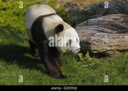 Panda gigante, Ailuropoda melanoleuca, camminando per adulti Foto Stock