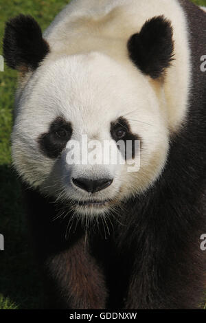 Panda gigante, Ailuropoda melanoleuca, Ritratto di adulto Foto Stock