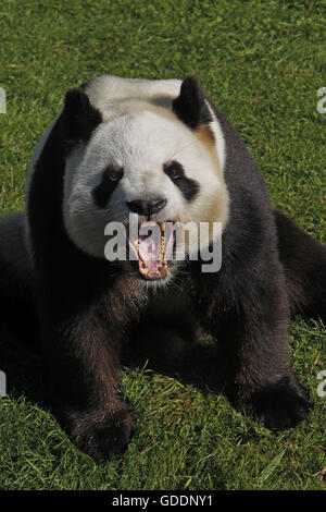 Panda gigante, Ailuropoda melanoleuca, Adulti sbadigli Foto Stock