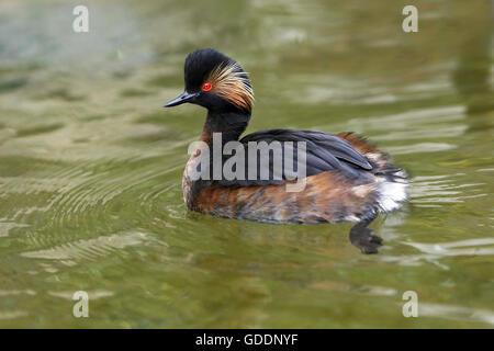 Nero a collo svasso, podiceps nigricollis, piscina adulti su stagno, Pirenei nel sud-ovest della Francia Foto Stock