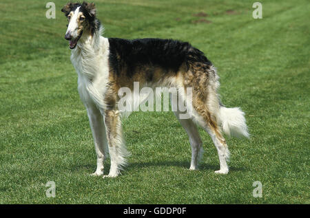 Cane o russo Wolfhound, cane domestico Foto Stock