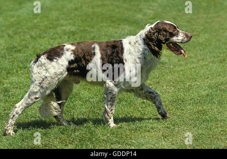 French Spaniel, adulto camminando sul prato Foto Stock