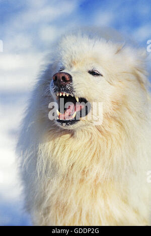 Samoyede cane adulto, con bocca aperta Foto Stock